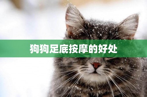 狗狗足底按摩的好處