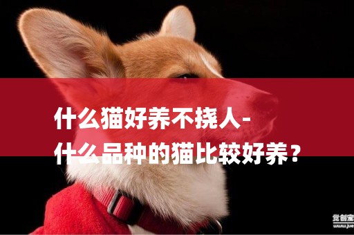 什么貓好養不撓人-
什么品種的貓比較好養？