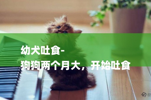 幼犬吐食-
狗狗兩個月大，開始吐食