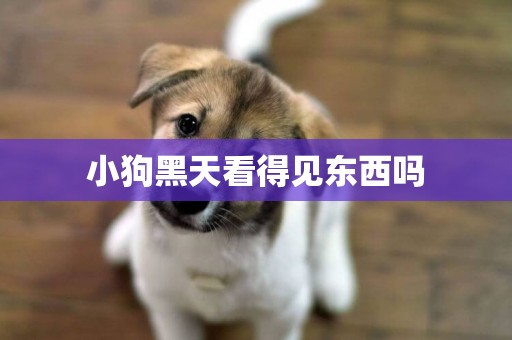 小狗黑天看得見東西嗎