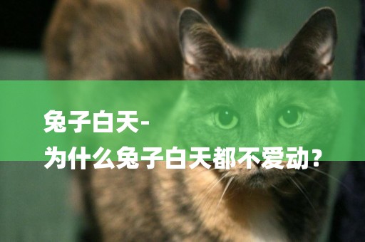 兔子白天-
為什么兔子白天都不愛動？