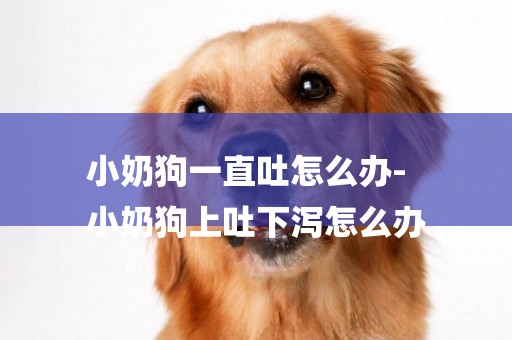 小奶狗一直吐怎么辦-
小奶狗上吐下瀉怎么辦