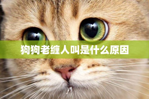 狗狗老纏人叫是什么原因