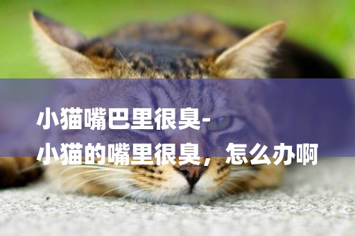 小貓嘴巴里很臭-
小貓的嘴里很臭，怎么辦啊