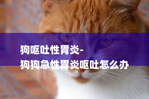 狗嘔吐性胃炎-
狗狗急性胃炎嘔吐怎么辦