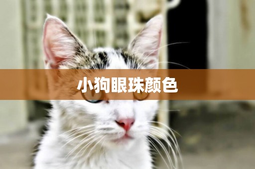 小狗眼珠顏色