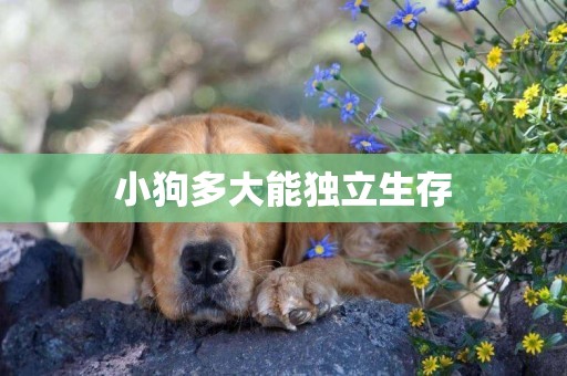 小狗多大能獨立生存