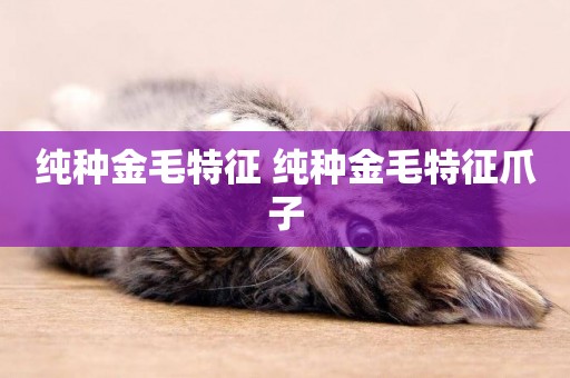 純種金毛特征 純種金毛特征爪子