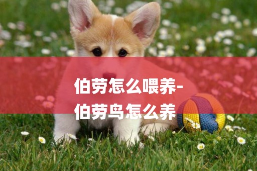 伯勞怎么喂養-
伯勞鳥怎么養
