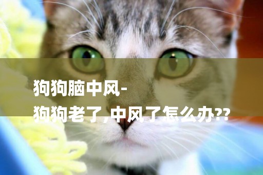 狗狗腦中風-
狗狗老了,中風了怎么辦??