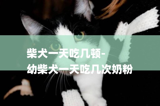 柴犬一天吃幾頓-
幼柴犬一天吃幾次奶粉
