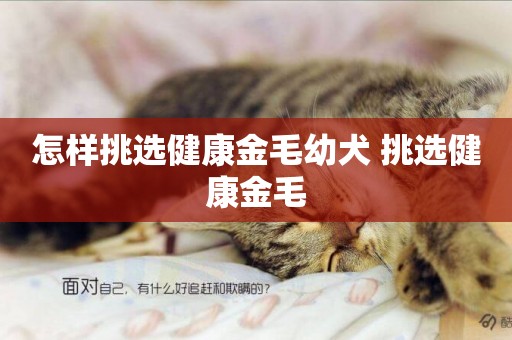 怎樣挑選健康金毛幼犬 挑選健康金毛
