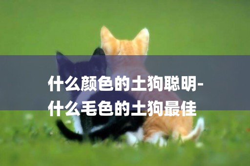 什么顏色的土狗聰明-
什么毛色的土狗最佳