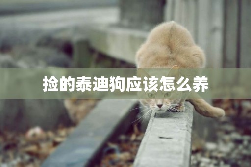 撿的泰迪狗應該怎么養