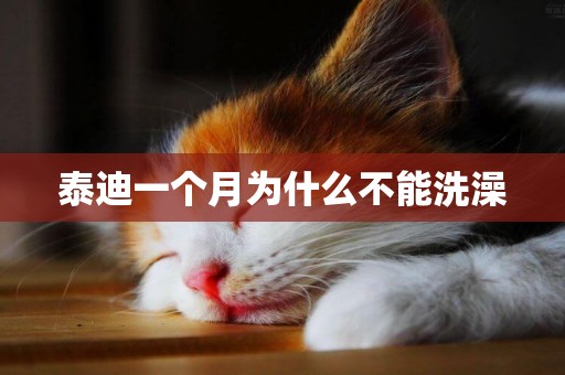 泰迪一個月為什么不能洗澡