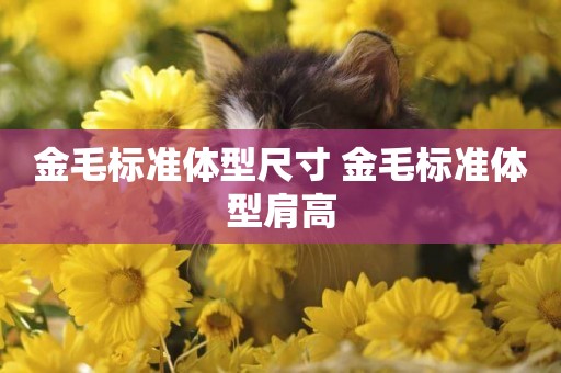 金毛標準體型尺寸 金毛標準體型肩高