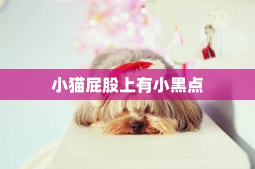 小貓屁股上有小黑點
