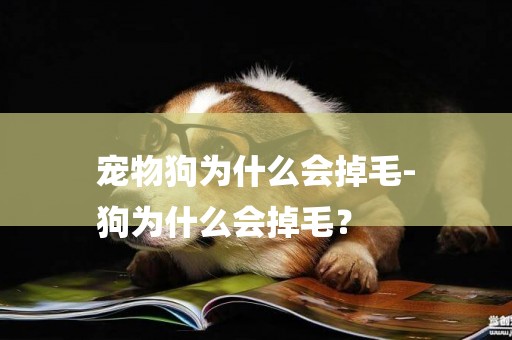 寵物狗為什么會掉毛-
狗為什么會掉毛？