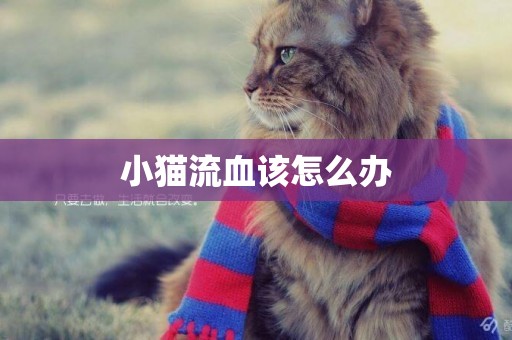 小貓流血該怎么辦
