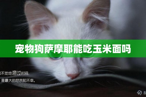 寵物狗薩摩耶能吃玉米面嗎