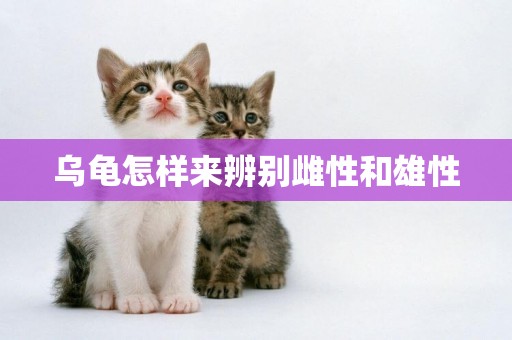 烏龜怎樣來辨別雌性和雄性