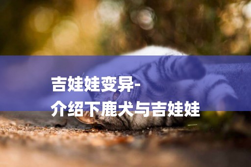 吉娃娃變異-
介紹下鹿犬與吉娃娃