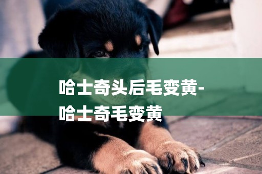 哈士奇頭后毛變黃-
哈士奇毛變黃