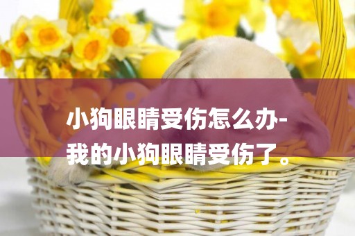 小狗眼睛受傷怎么辦-
我的小狗眼睛受傷了。