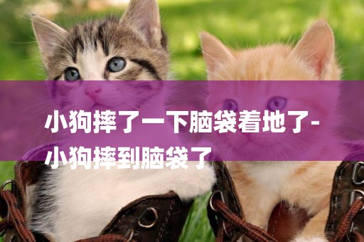 小狗摔了一下腦袋著地了-
小狗摔到腦袋了