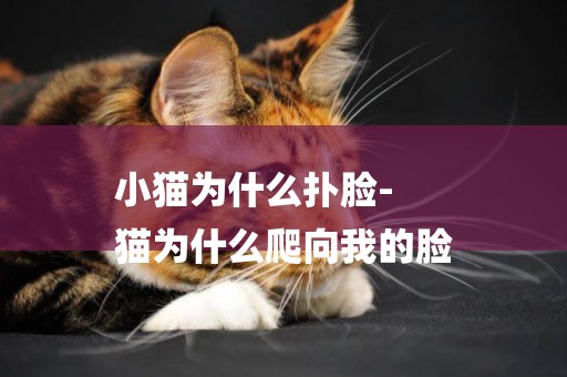 小貓為什么撲臉-
貓為什么爬向我的臉