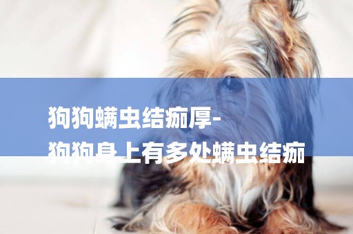 狗狗螨蟲結痂厚-
狗狗身上有多處螨蟲結痂