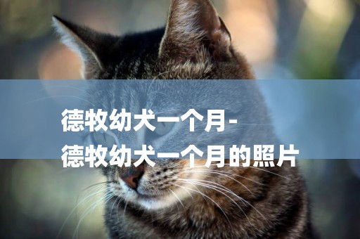 德牧幼犬一個月-
德牧幼犬一個月的照片