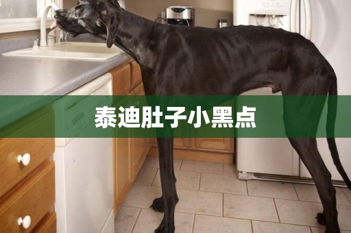 泰迪肚子小黑點