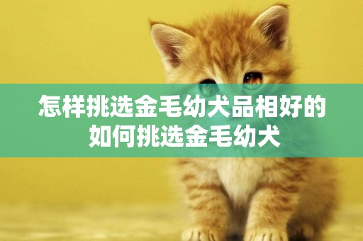 怎樣挑選金毛幼犬品相好的 如何挑選金毛幼犬