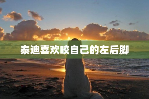 泰迪喜歡咬自己的左后腳