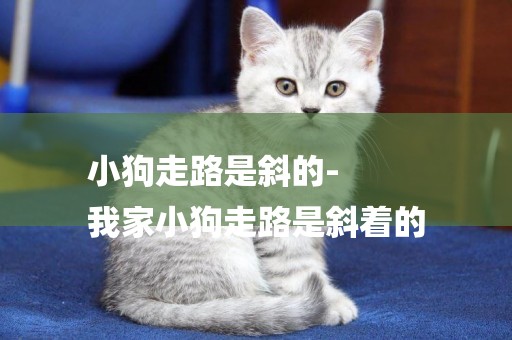 小狗走路是斜的-
我家小狗走路是斜著的