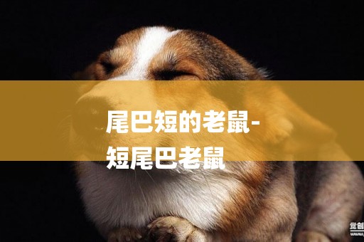 尾巴短的老鼠-
短尾巴老鼠