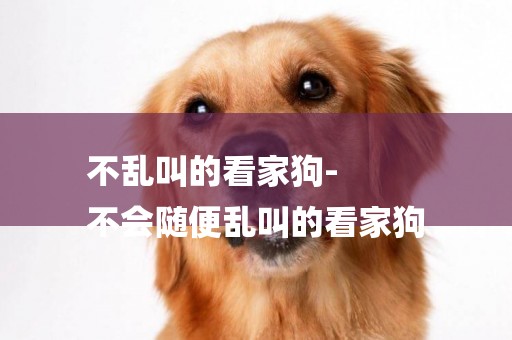 不亂叫的看家狗-
不會隨便亂叫的看家狗