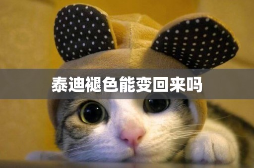 泰迪褪色能變回來嗎