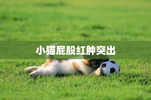 小貓屁股紅腫突出