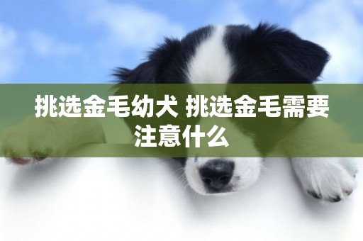 挑選金毛幼犬 挑選金毛需要注意什么