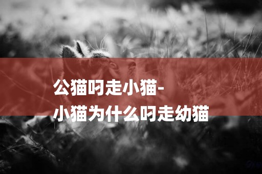 公貓叼走小貓-
小貓為什么叼走幼貓