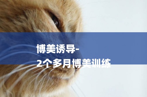 博美誘導-
2個多月博美訓練