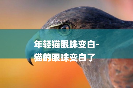 年輕貓眼珠變白-
貓的眼珠變白了