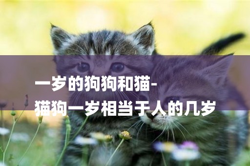 一歲的狗狗和貓-
貓狗一歲相當于人的幾歲