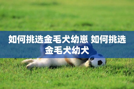 如何挑選金毛犬幼崽 如何挑選金毛犬幼犬