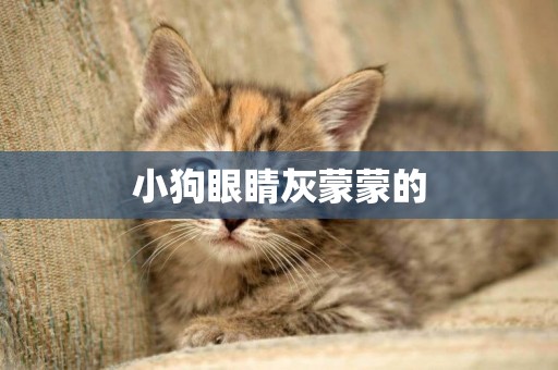 小狗眼睛灰蒙蒙的