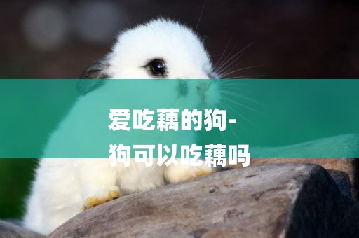 愛吃藕的狗-
狗可以吃藕嗎