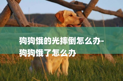 狗狗餓的光摔倒怎么辦-
狗狗餓了怎么辦