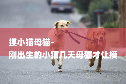 摸小貓母貓-
剛出生的小貓幾天母貓才讓摸